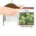 Basil Herb Garden Seeds - Italian Large Leaf - 25 Lb Bulk - Non-GMO, Heirloom - Herb Gardening, Micro Greens, Culinary Spices   566876987